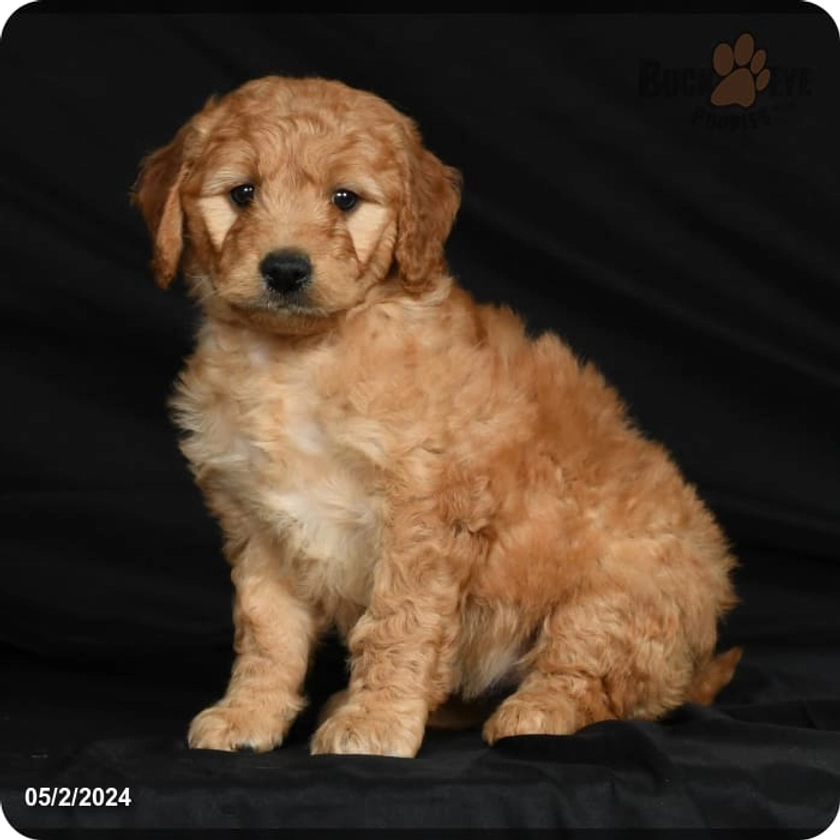 Callie - Goldendoodle for Sale in Fresno, OH | Buckeye Puppies