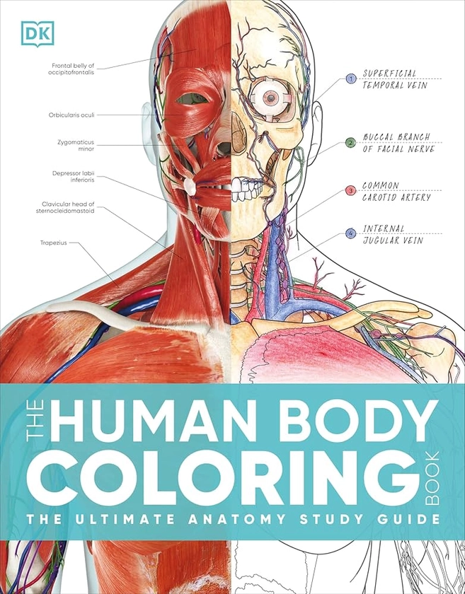 Amazon.com: The Human Body Coloring Book: The Ultimate Anatomy Study Guide, Second Edition (DK Human Body Guides): 9780744098679: DK: Books