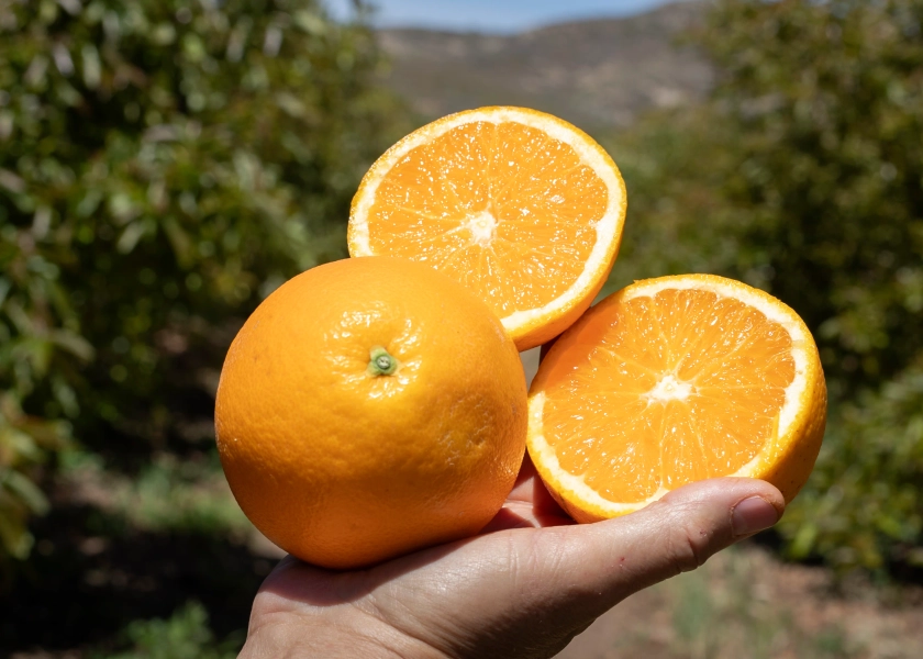 Naranjas de Valencia