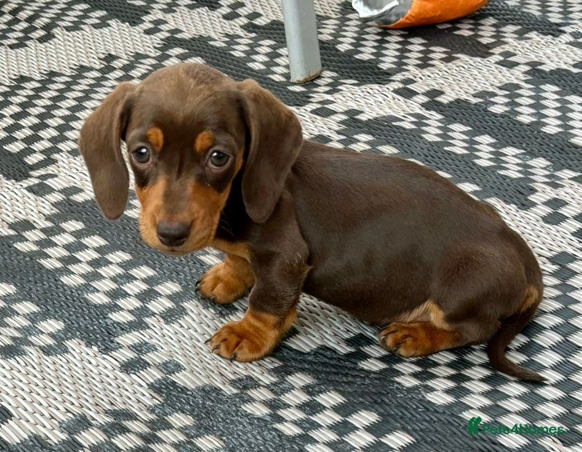 Miniature dachshund puppies