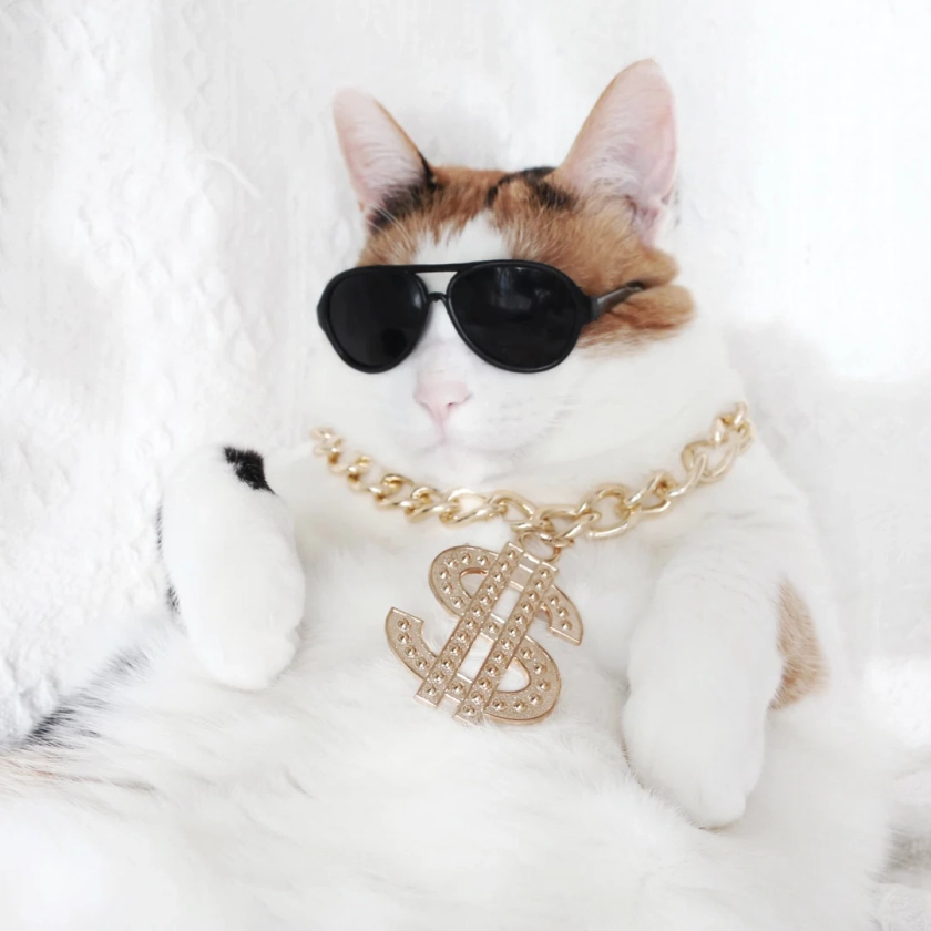 Cat Dog Hip Hop Dollars Chain Necklace Rapper Gold Boeing Sunglasses Tiktok Halloween Funny Christmas Miyopet - Etsy UK