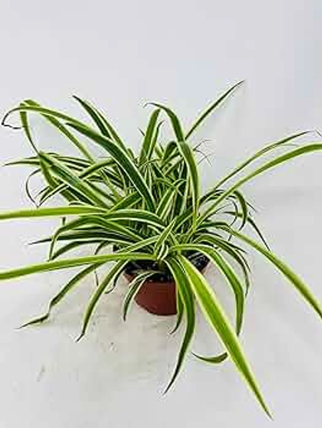 Reverse Variegated Spider Plant - Easy to Grow/Cleans The Air - 4in Pot