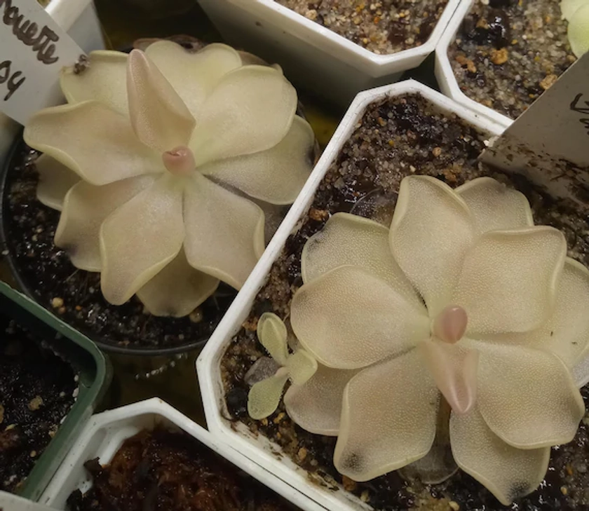 Mexican Butterwort (Pinguicula pirouette )  Carnivorous Plant