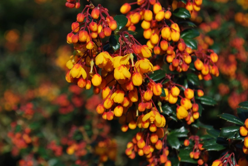 Berberis Darwinii | Emerald Plants