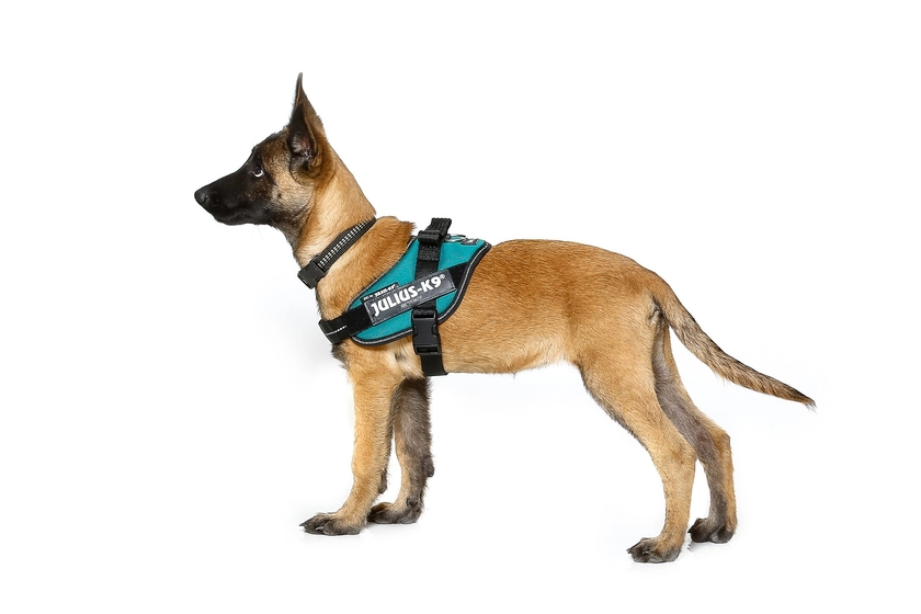 The Official IDC Powerharness from JULIUS-K9®