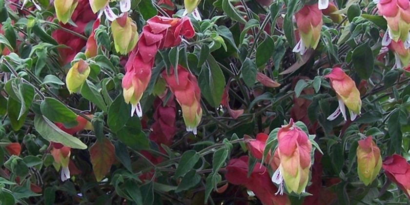 Plante crevette (Justicia brandegeeana), des épis colorés : culture, entretien