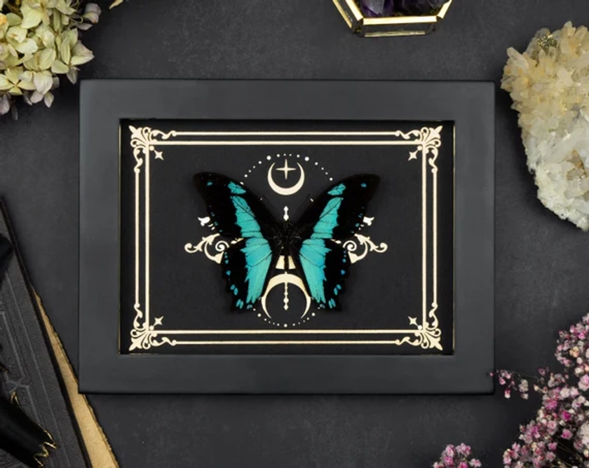 Véritable papillon encadré or impression tarot Papilio bromius insecte séché affichage mural curiosités bizarreries gothique décor à la maison