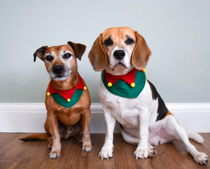 Elf Dog Bandana, Christmas Dog Bandana, Elf Dog Costume, Holiday Dog Outfit, Green Dog Collar, Cute Christmas Collar, Dog Lover Gift - Etsy UK