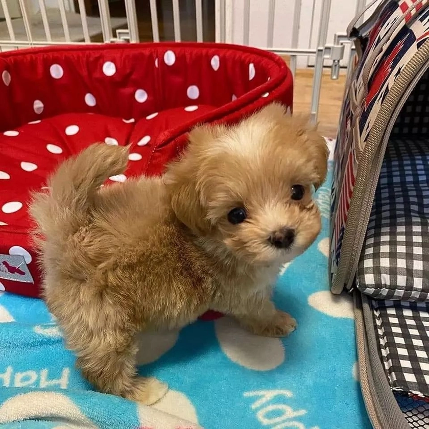 Maltipoo – Krystle' Teacup Home