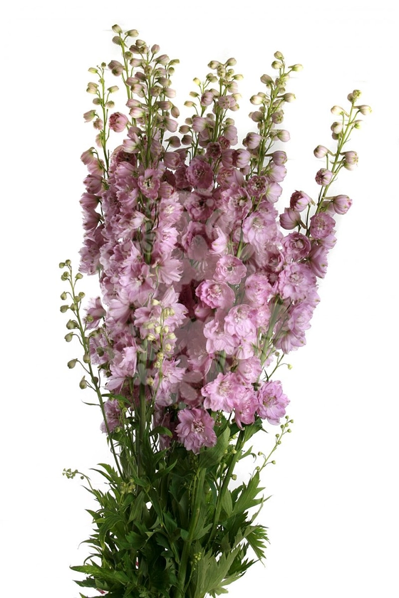Delphinium Hybrid Dewi Lady - Flowers Flowers