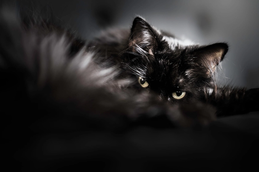 Purfect Pose | Pet Photography