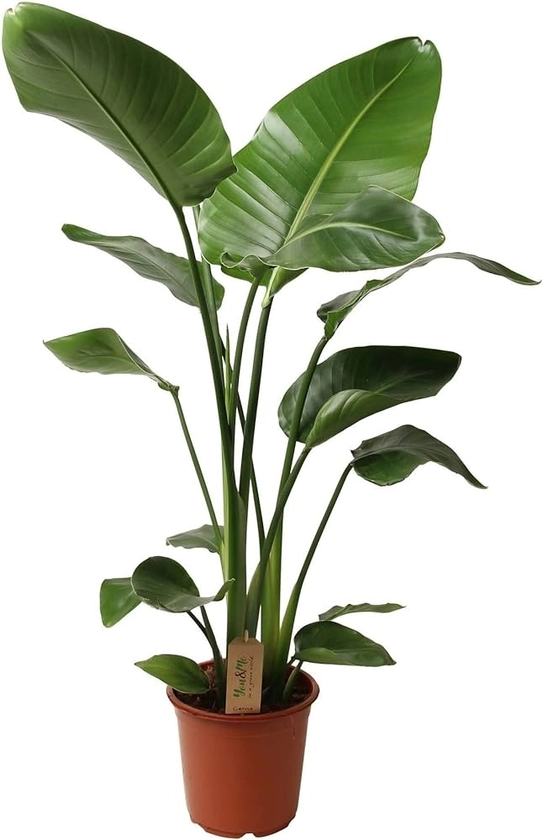Plant in a Box - Strelitzia Nicolai XL - Grande plante verte interieur vivante - Plante oiseau du paradis - Pot 21cm - Hauteur 90-110cm