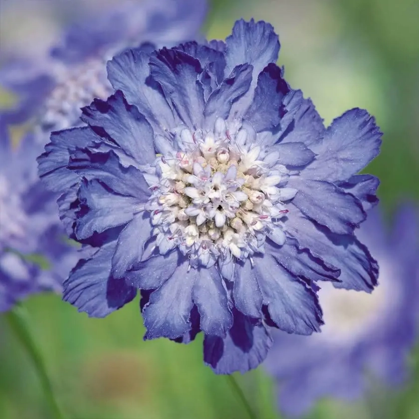 Fama&reg; Deep Blue Pincushion Flower Seeds