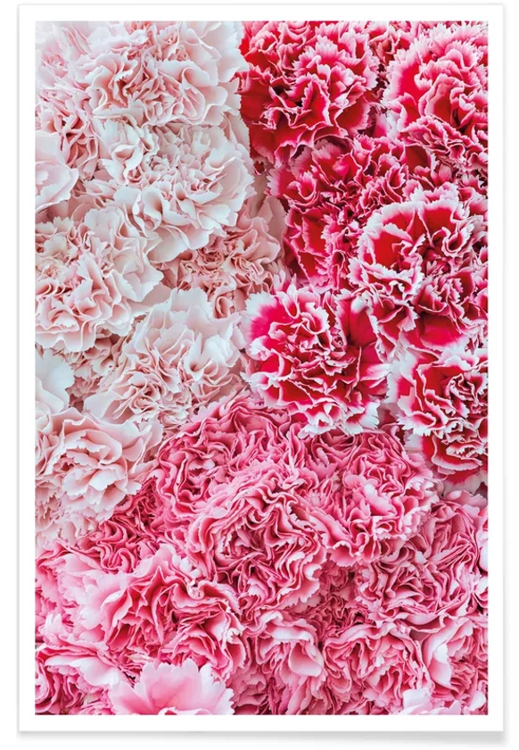 Carnation Flower affiche