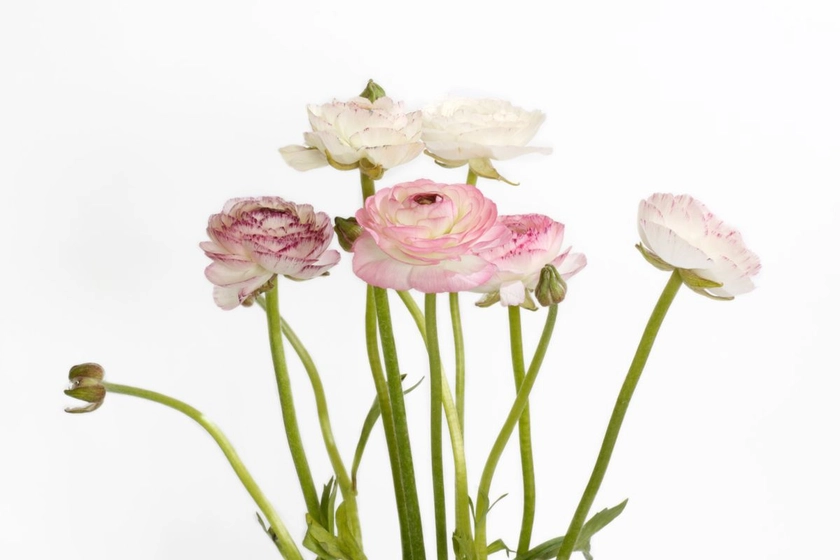 How to grow ranunculus indoors - 5 failsafe tips for perfect flower-of-the-moment blooms