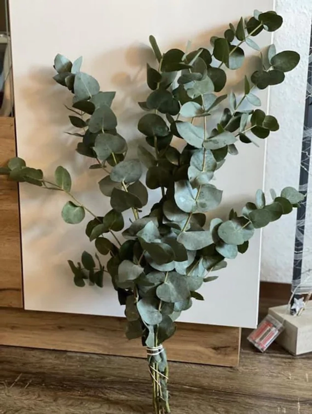 Eucalyptus cinerea in green dried flowers
