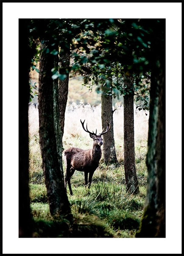 Cerf dans la Forêt. Poster