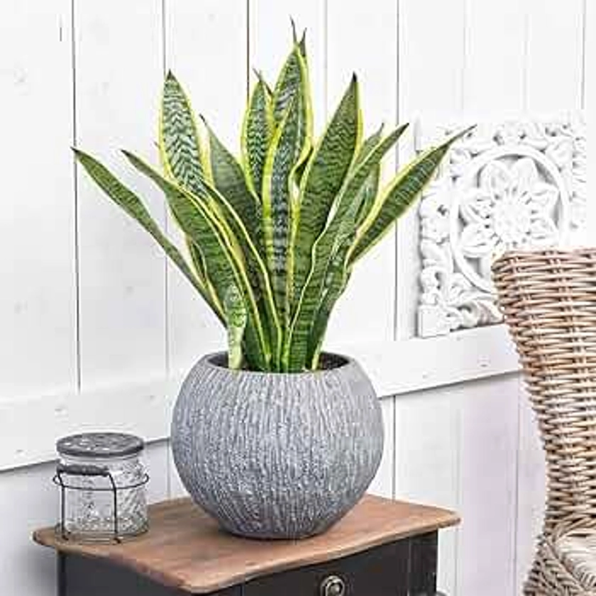 Sansevieria Laurentii Plant - Premium Evergreen Potted Indoor House Tree in 13cm