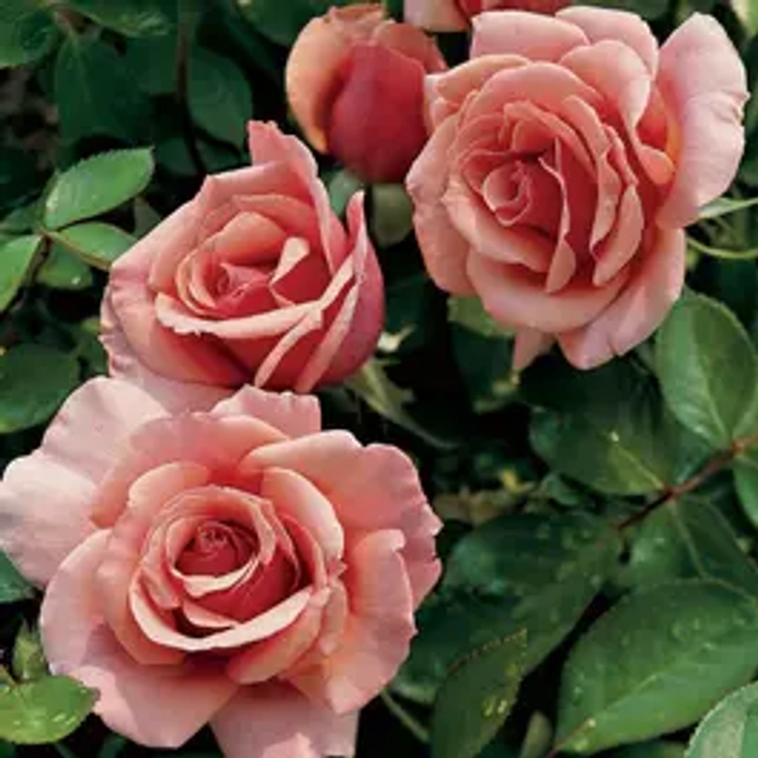 Tournament of Roses Grandiflora Rose | Park seed