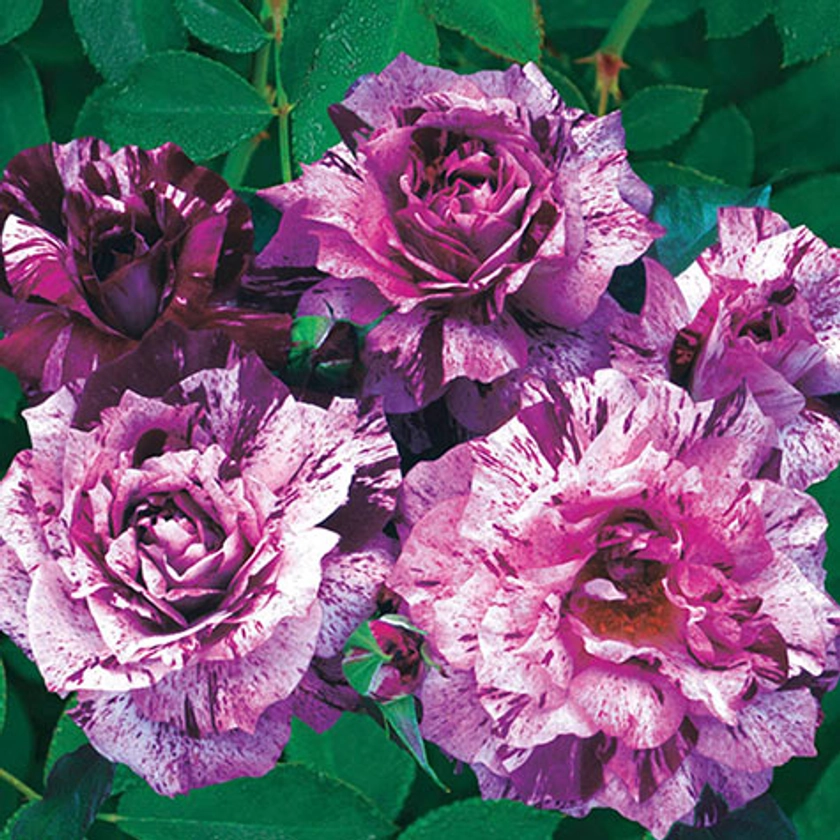 Purple Tiger Floribunda Rose | Gurney's Seed & Nursery Co.
