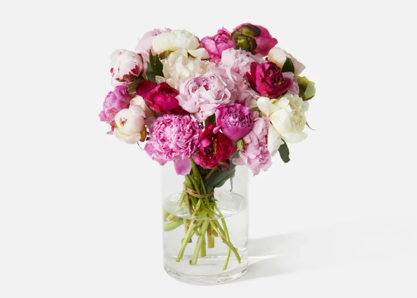 Urbanstems Double The Grower's Choice Peony