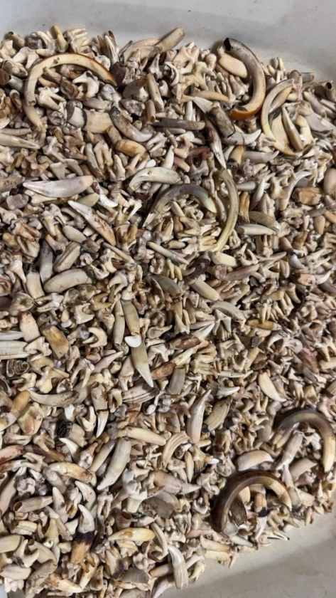 Nature Cleaned Animal Teeth lot ( 45-50 per bag ). Multiple Variations Available