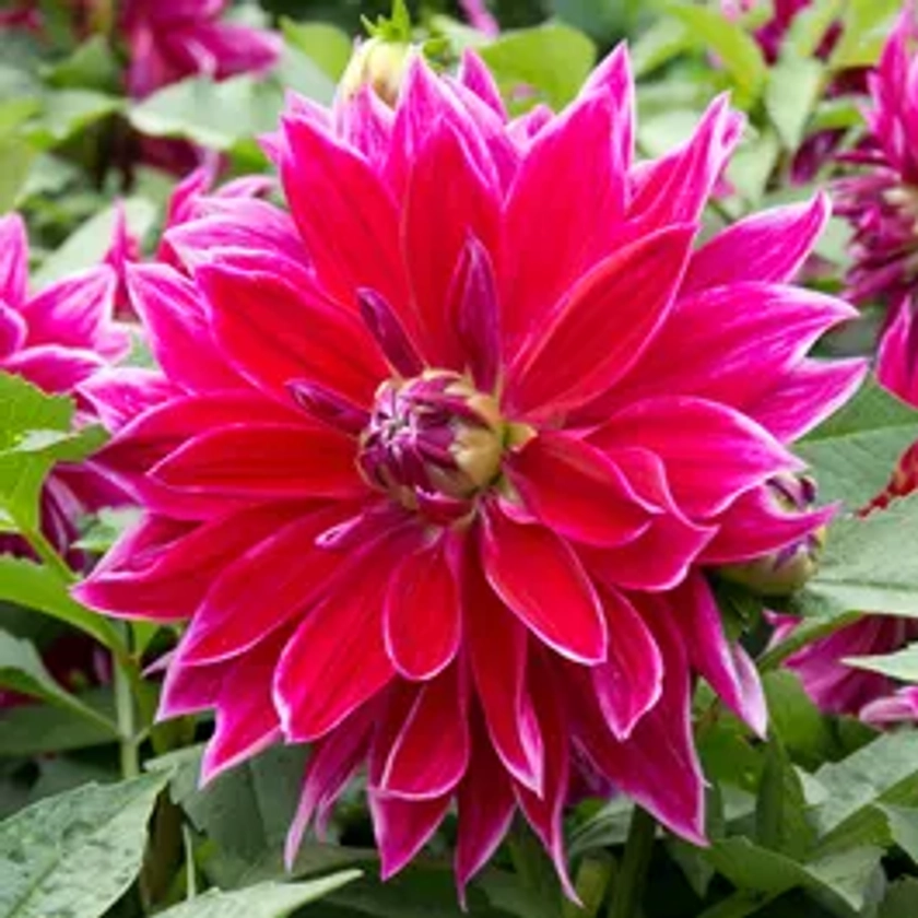 Dahlia Mero Star Decorative Dahlia Bulb | Park Seed