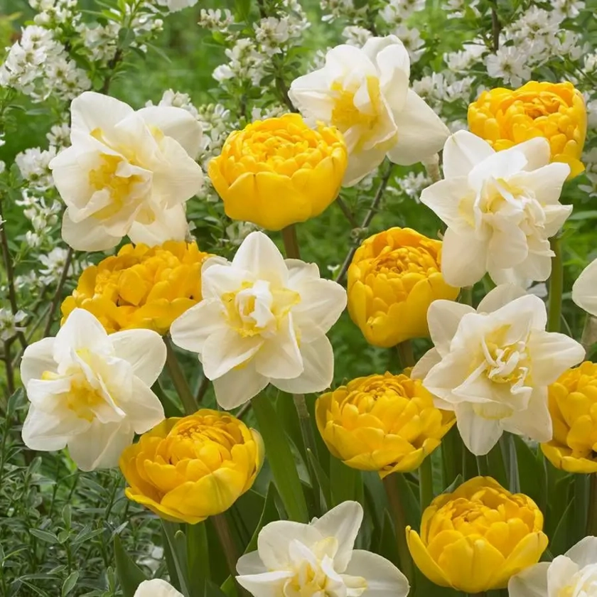 Tulip Daffodil Moon & Stars Bulb Mix