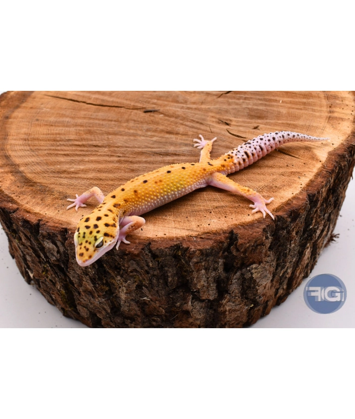 Vente en ligne Eublepharis macularius gecko leopard - FG reptiles