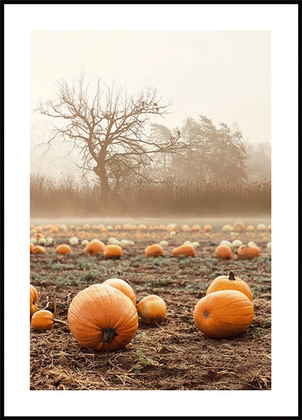 Champ de Citrouilles Poster