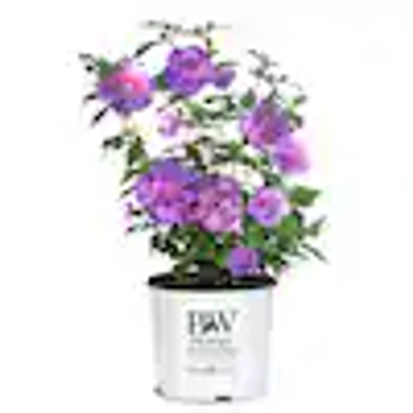 2 Gal. Dark Lavender Chiffon Rose of Sharon (Hibiscus) Plant with Lavender Flowers