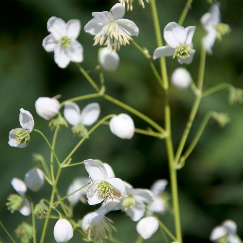 Thalictrum 'Splendide White'