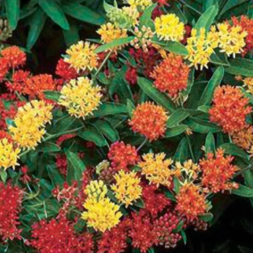 Gay Butterflies Butterfly Weed Seeds