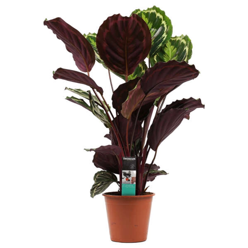 Calathea 'Medallion' | PLANTIQUE