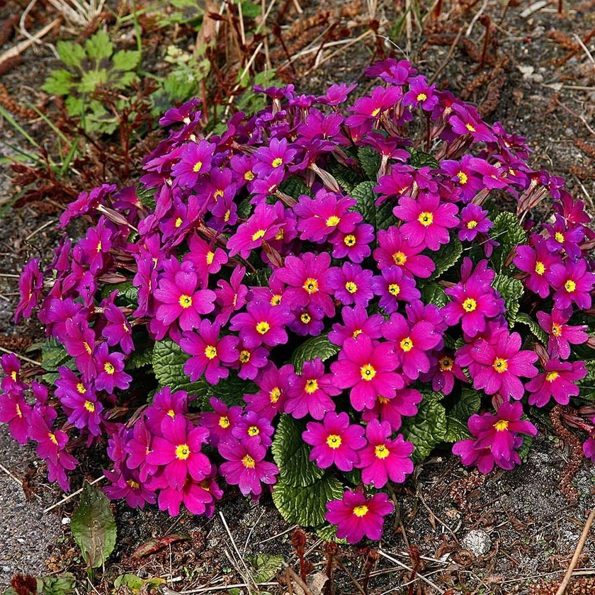 Primula 'Wanda Lilac Colors'