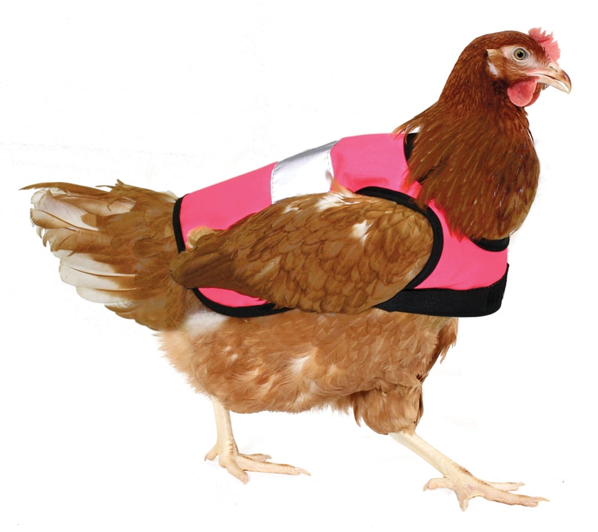 Pink High-Vis Chicken Jacket | Omlet