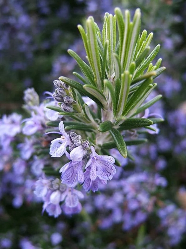 Salem rosemary plant