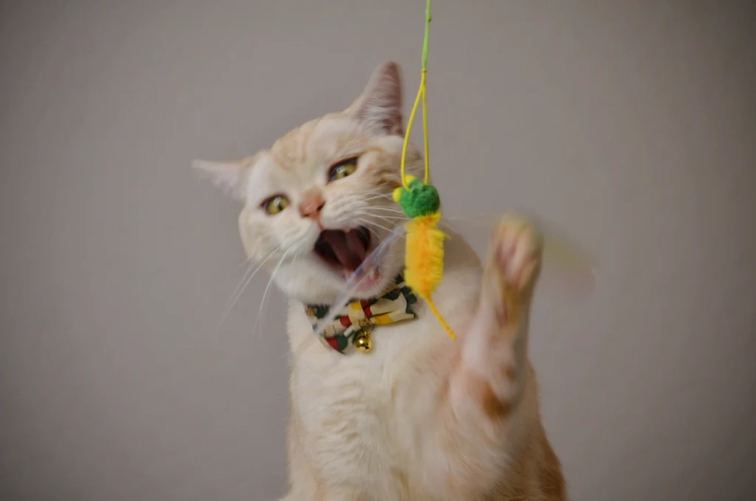 Necoichi - Crinkly Critters Bouncy Bee Adjustable Cat Wand - Katzenworld Shop