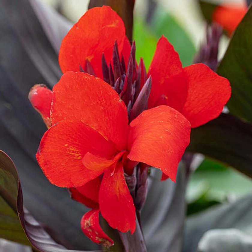 Canna Cannova Bronze Scarlet 9cm | Gardening Direct