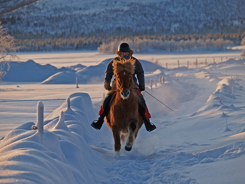 LAPONIE - Séjour équestre hivernal en Suède - Chevauchée blanche - Une aventure Rando Cheval