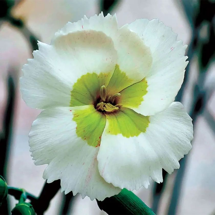 Dianthus American Pie&reg; Key Lime Pie - Green Carnations