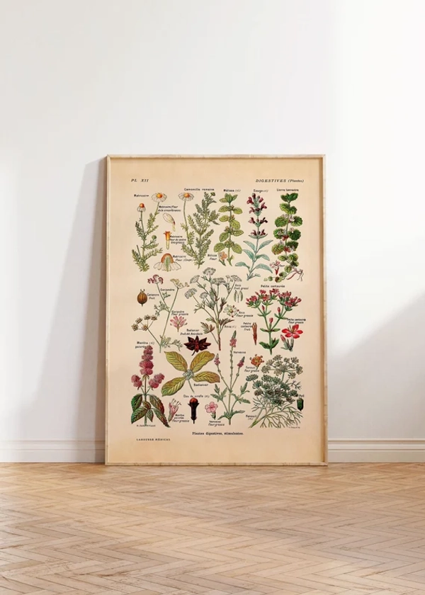 Vintage impression Plantes médicinales Plantes Digestifs impression affiche Français Vintage Botanique Floral Illustration Wall Decor