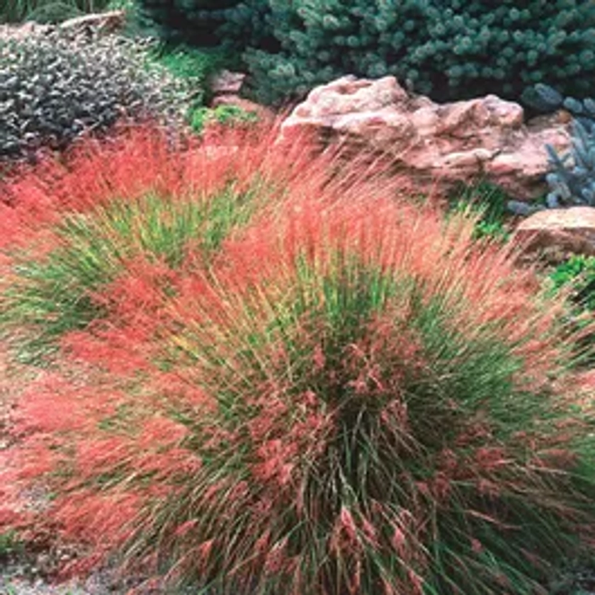 Undaunted® Ruby Muhly Grass Seeds | Park Seed