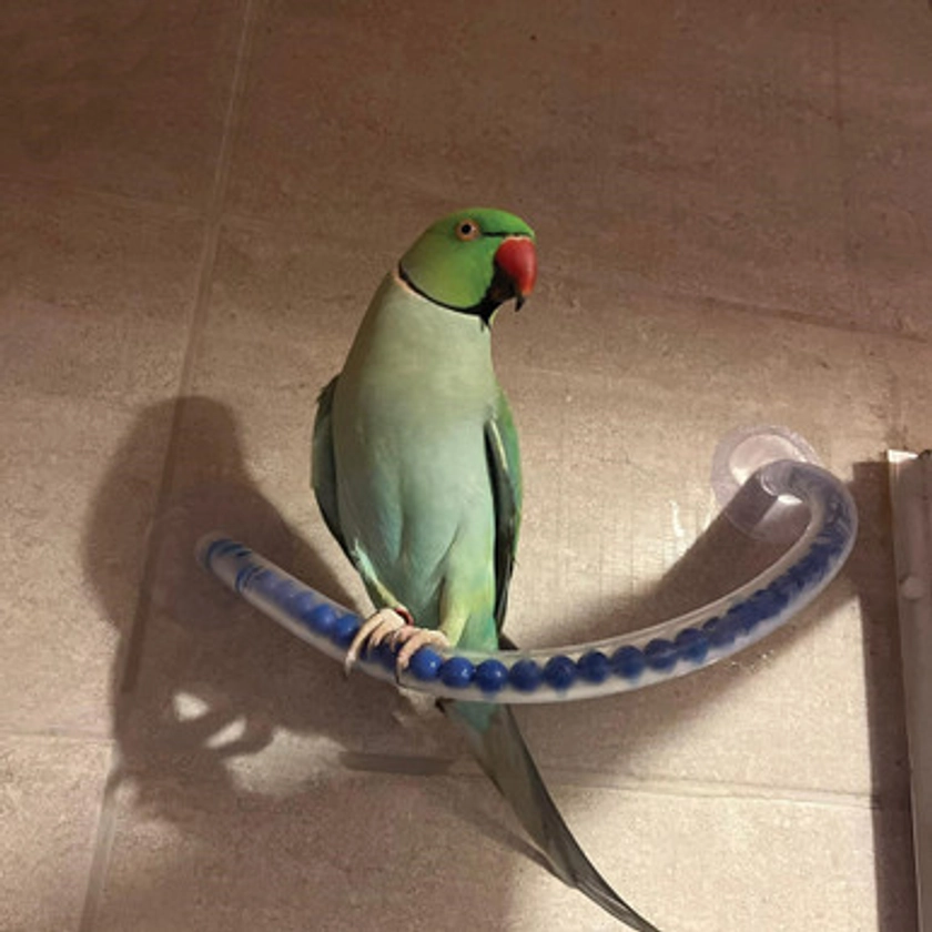 Happy Parrot Perch - Medium