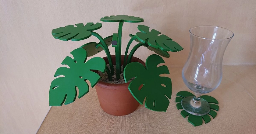 Monstera coaster plant