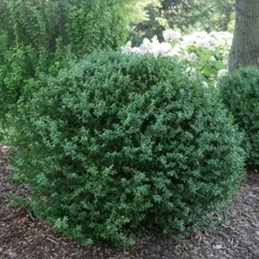 Buxus North Star® Boxwood | Park Seed