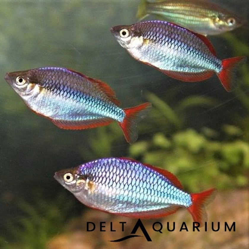 Dwarf Neon Rainbowfish Praecox