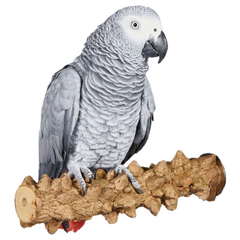 Pepper Wood Natural Bumpy Parrot Perch Small