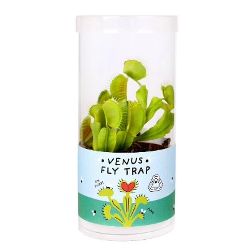 Live 3" Venus Flytrap Plant