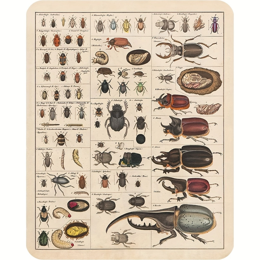 Vintage Insects Collection Poster - Perfect for Classroom Wall Decor - 12x8 Metal Sign